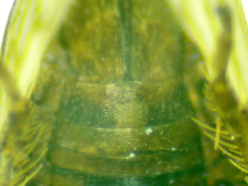 Anaceratagallia ribauti